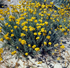 L'Immortelle d'Italie