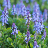 Le plectranthus caninus